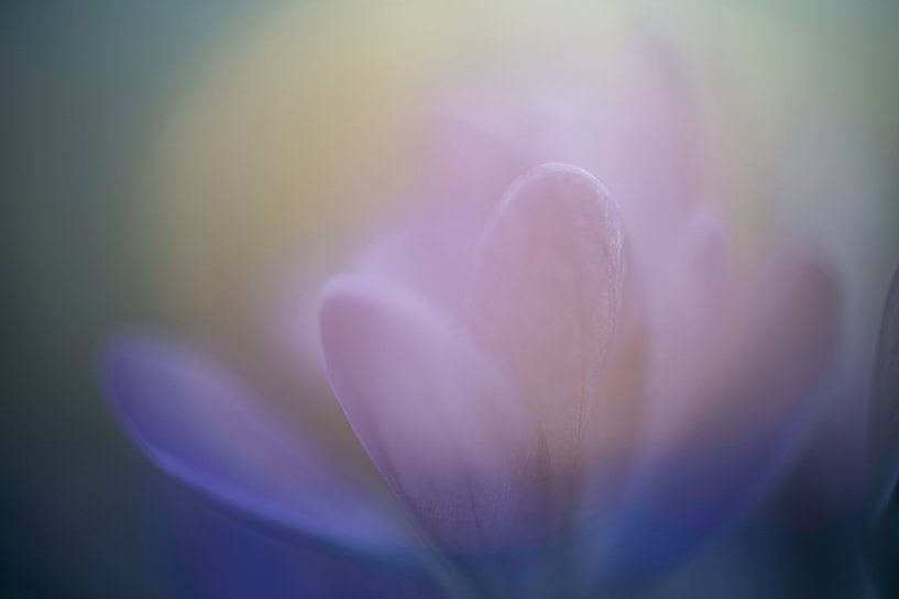 Paarse Krokus bij Zonsondergang | Natuurfotografie van Nanda Bussers