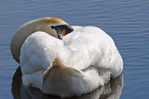 Dobberende zwaan op het water..