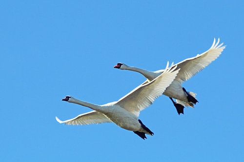 Zwanen in vogelvlucht