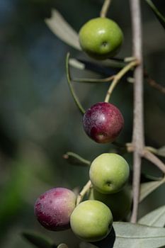 Several small olives on a branch