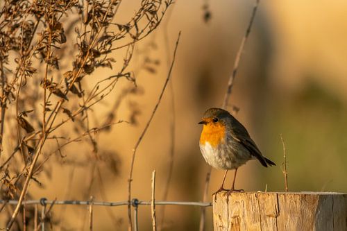 Robin in the last light