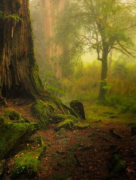 The beautiful forests of Alishan national park in Taiwan. by Jos Pannekoek