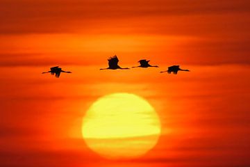 Common Cranes flying in front of a beautiful sunrise by wunderbare Erde