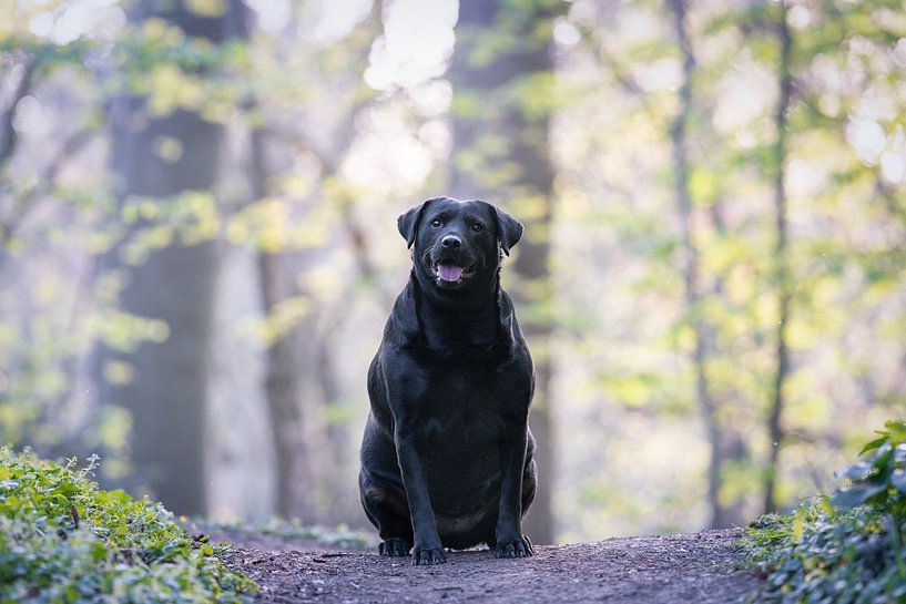 Linda par Monique van Helden