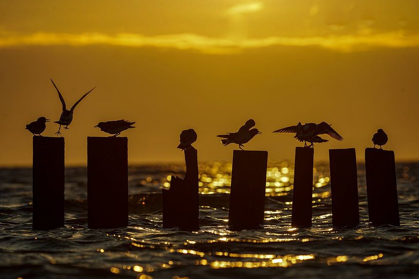 Birds on the poles at the harbour of Sil at sunrise by BekijkhetmetWim