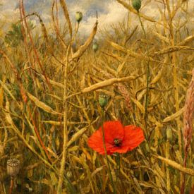 La tranquillité du coquelicot sur Geert Van Baelen