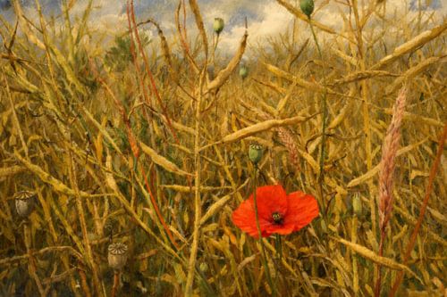 La tranquillité du coquelicot