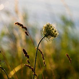 De oever aan de dijk naar Marken van Laura Weijzig