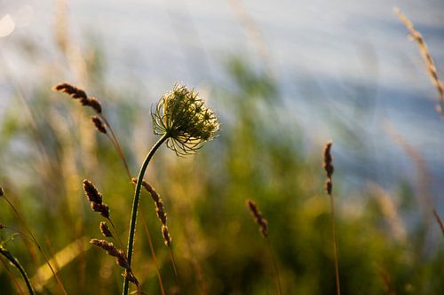 Die Bank auf dem Deich nach Marken