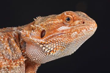 Baardagame (Pogona vitticeps) van Ronald Pol