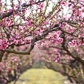 Poort naar de lente van Ingrid de Vos - Boom