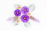 Lila Blüten des blauen Kartoffelbusches auf geheimnisvollem weißen Hintergrund