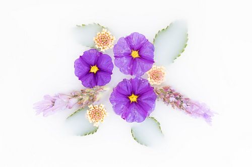 Fleurs violettes du buisson de pommes de terre bleues sur fond blanc mystérieux