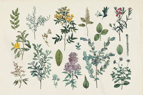 Victorian Garden IV, Wild Apple Portfolio