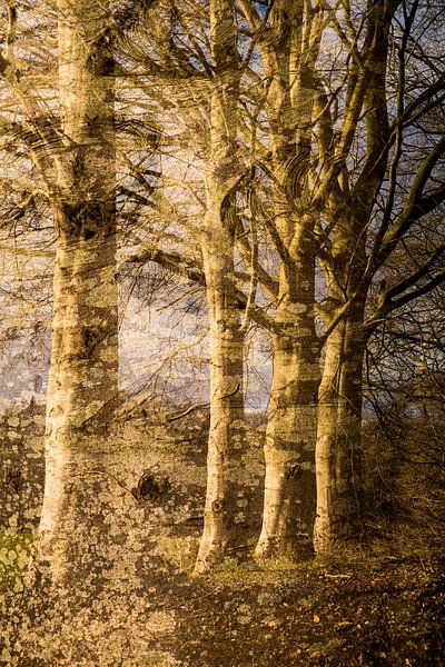 Ein Baum in Schichten von Mark Scheper