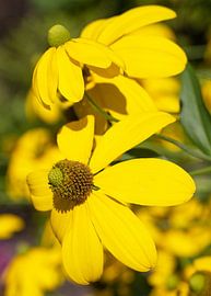 Fallschirm-Sonnenhut, Rudbeckia nitida