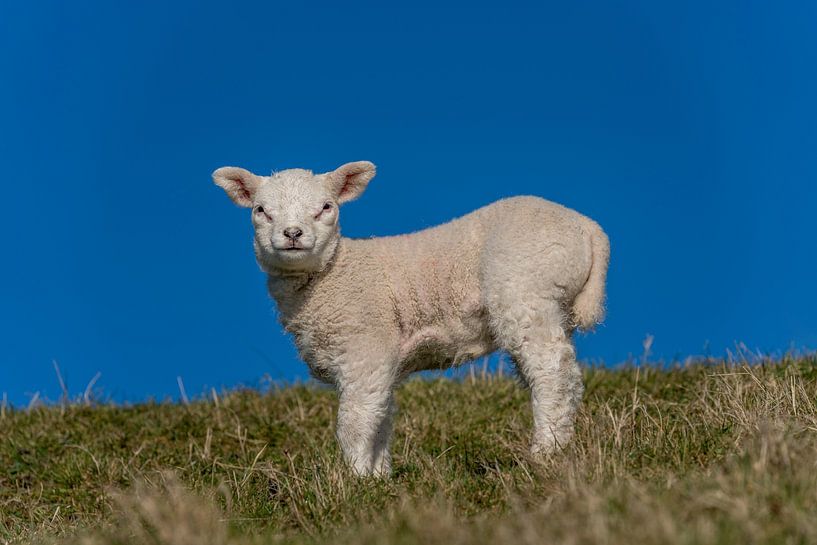 Agneaux et moutons à Texel par Texel360Fotografie Richard Heerschap