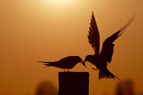 Fish thief vows to be faithful