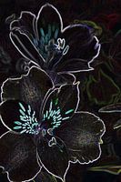 Bloemen 