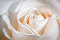 Prachtig hart in het midden van de roos. van Nicole Jagerman thumbnail