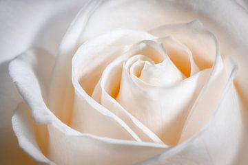 Prachtig hart in het midden van de roos.