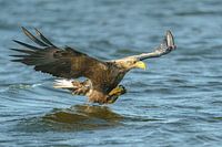 Bald eagle just before the catch