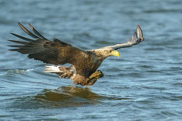 Bald eagle just before the catch by Ton Valk