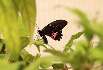 Ruby red swallowtail by Matthias Brix