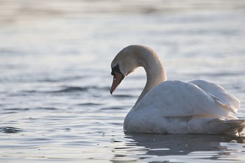 Swan portrait