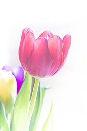 High Key Tulip by MATTIAS FURNIERE