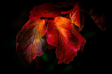 Herfstbladeren van de koperen beuk macro kleurrijk van Dieter Walther