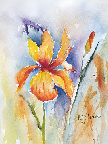 Fleur d'iris