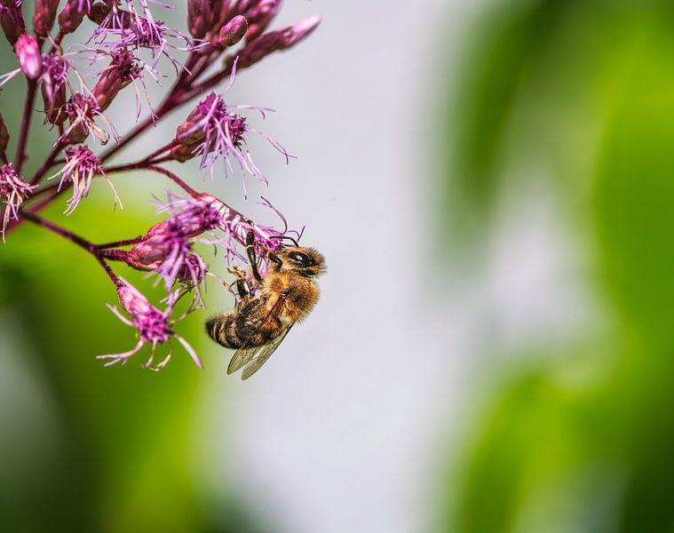 Abeille sur une fleur d'hydrangée par ManfredFotos