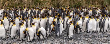 Les manchots royaux en Géorgie du Sud sur Ron van der Stappen