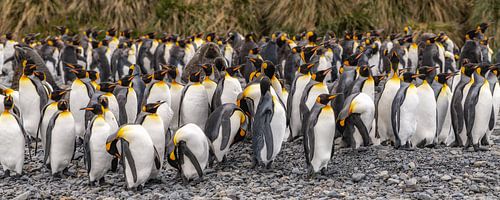 Koningspinguïns op South Georgia