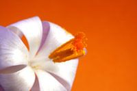 Crocus