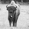 Un wisent noir et blanc sur la Veluwe sur Miranda Vleerlaag