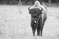 Schwarz-weiße Wisent auf der Veluwe
