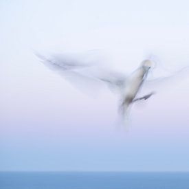 Vlucht in beweging van Elles Rijsdijk