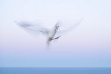 Flight in motion by Elles Rijsdijk