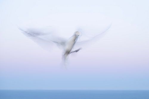 Flight in motion by Elles Rijsdijk