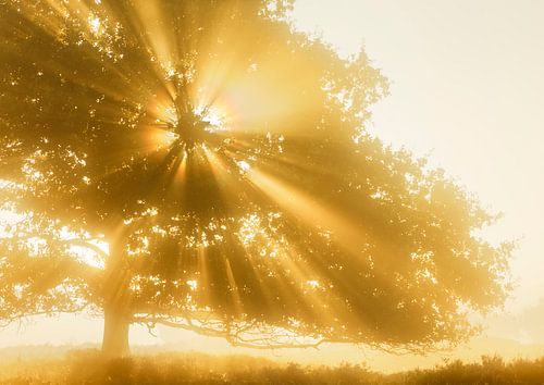 Stralende boom