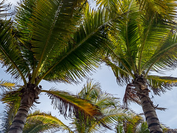 Palm trees from the bottom