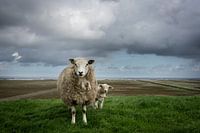 Schaapjes op de Waddendijk van Groningen