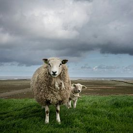 Schafe auf dem Waddendijk von Groningen von Bo Scheeringa Photography