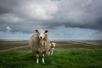 Schafe auf dem Waddendijk von Groningen