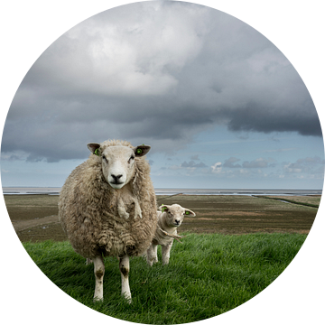 Schaapjes op de Waddendijk van Groningen