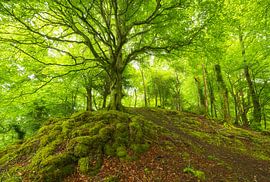 Killarney (Irland) von Marcel Kerdijk