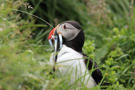 Papageitaucher mit Sandaalen Iceland von Frank Fichtmüller