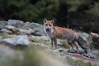 Fox, Wildlife